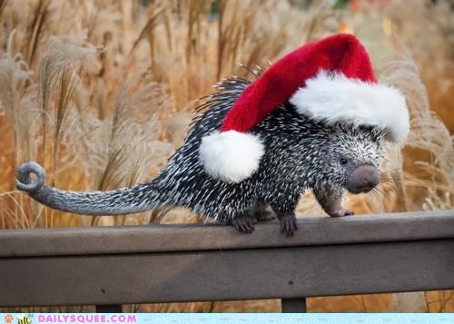 Classic Squee: Merry Coendoumas!