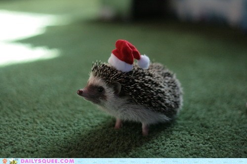 Hedgies We Have Heard on High