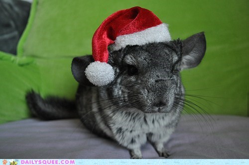 Chinchillin' in a Winter Wonderland!