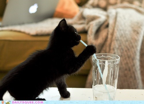 Acting Like Animals: I Drink Your... Water?
