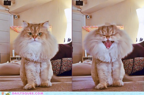 Acting Like Animals: Frills Trigger Automatically When Startled