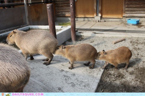 Acting Like Animals: The Capybara Centipede