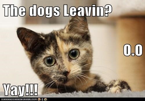 The dogs Leavin? O.O Yay!!!