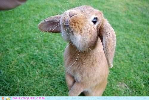 Le Lapin Curieux