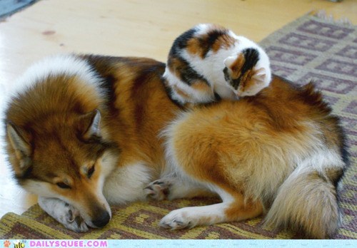 Interspecies Love: Two of a Kind