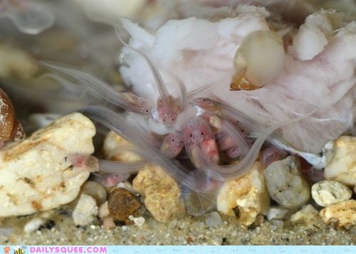 Creepicute: Food Flagging Frog Tadpoles