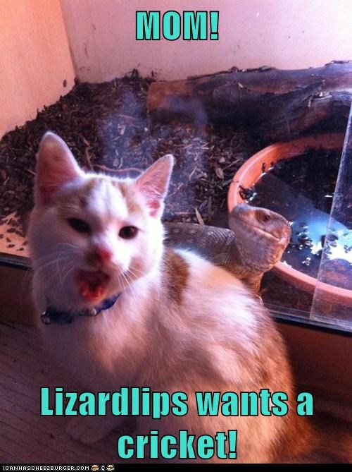 MOM!  Lizardlips wants a cricket!