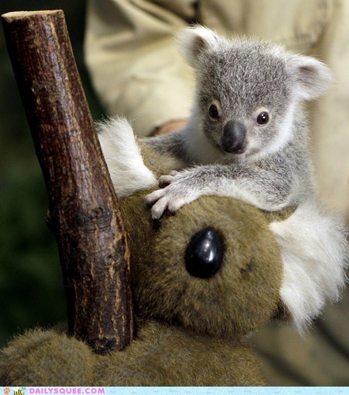 The Tiniest, Sweetest Koala
