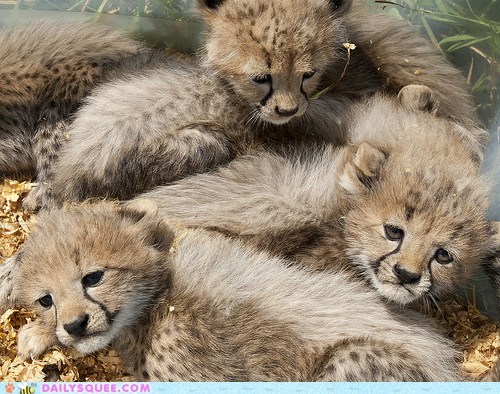 Cheetah Jenga