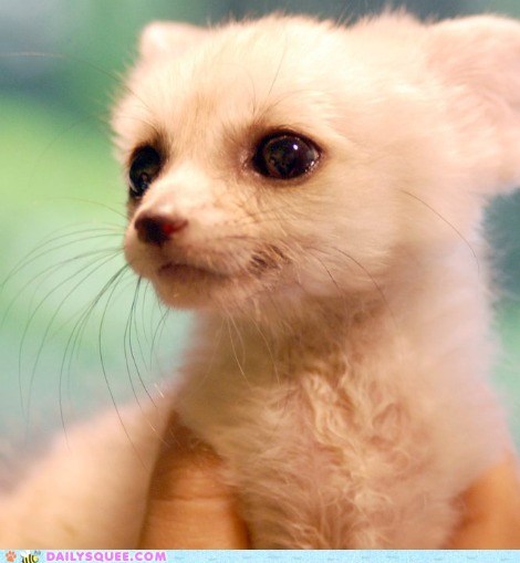 New Year's D'awwwwwwww