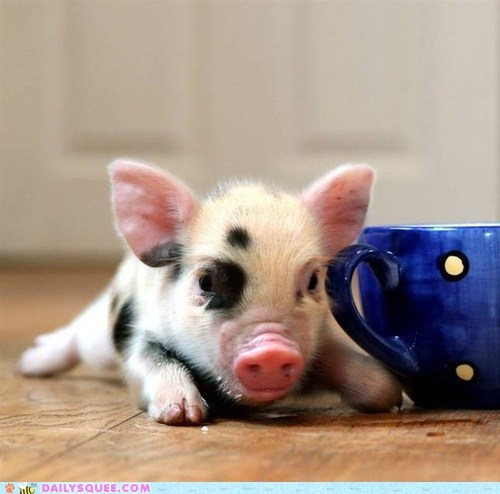 Care for a Cup of Oink?
