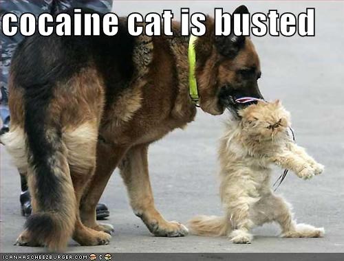 c0caine cat is busted