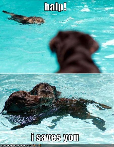 halp!  i saves you