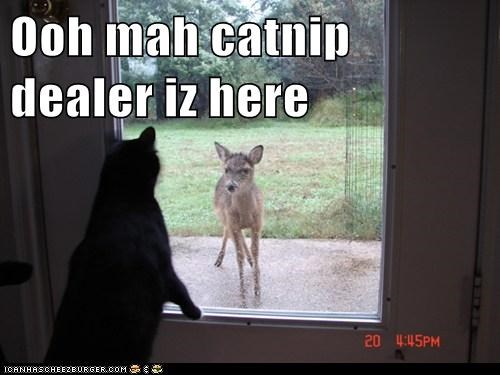 Quick! Let Him In!
