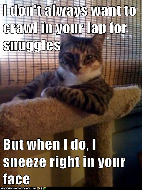 The Most Interesting Cat in the World: Thanks for That
