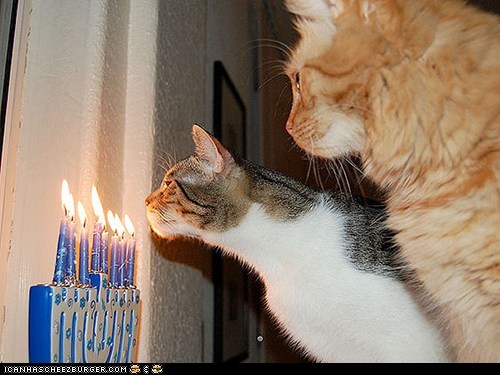 15 Pets Celebrating Chanukah