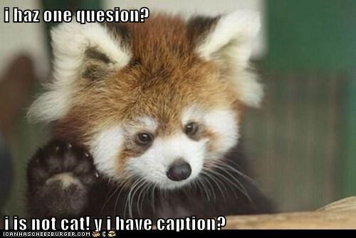 Because You are Adorable, That's Why