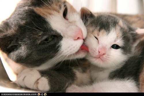 Cyoot Kittehs of teh Day: Mooooooooom, Stawp It!!!