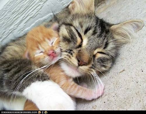 Cyoot Kittehs of teh Day: Keep Me Warm, Mama