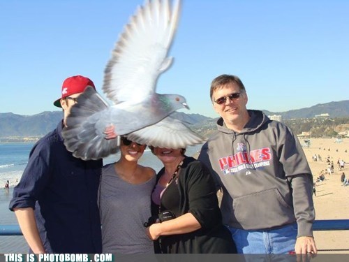 Family Birdbomb