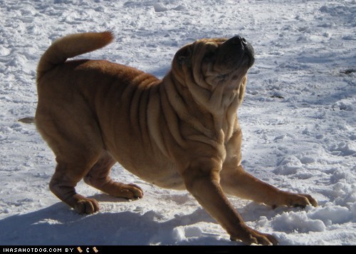 Goggie ob teh Week: Fun in the Snow