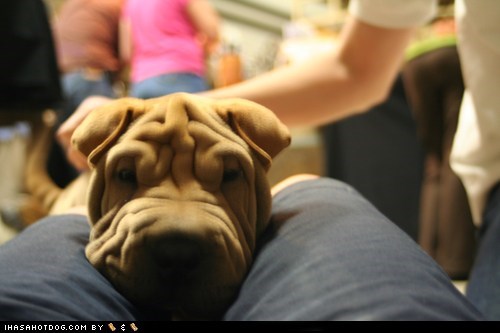 Goggie ob teh Week: Attacked by Wrinkles