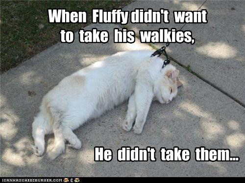 Civil Disobedience, Kitteh style...