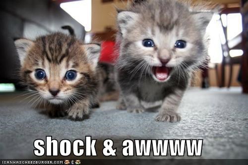 shock & awwww
