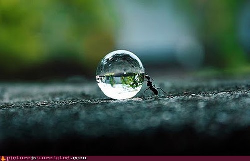Why There Are No Ant-Sized Water Bottles