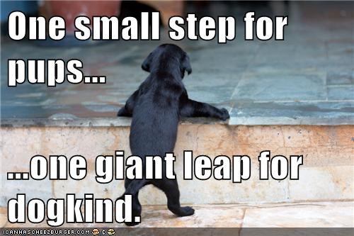 One small step for pups...  ...one giant leap for dogkind.