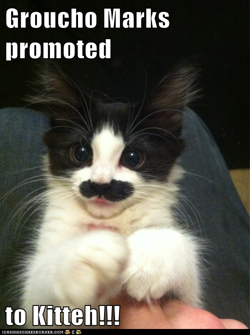 Groucho Marks promoted  to Kitteh!!!