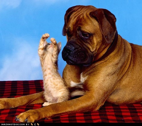 Kittehs R Owr Friends: It Wuz Dis Big, I Swearz!