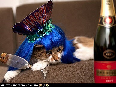 16 Pets Celebrating the Arrival of 2012
