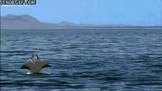 You Guys Aren't Birds