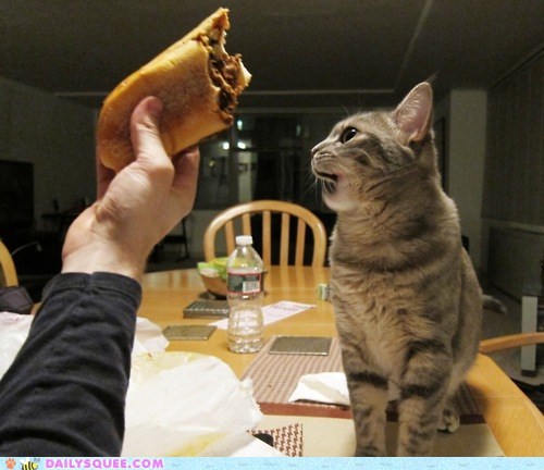 Acting Like Animals: It's... So... Beautiful!