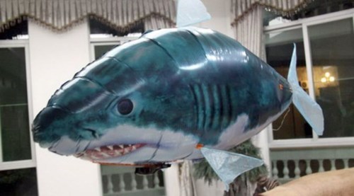 Flying Shark of the Day