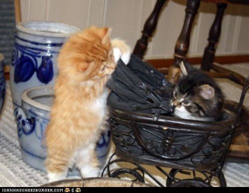 Cyoot Kittehs of teh Day: My Pram, My Precious