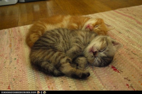Cyoot Kittehs of teh Day: Tandem Napping
