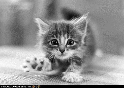 Cyoot Kitteh of teh Day: Iz Dis Hao U Duz "Teh Wayv"?