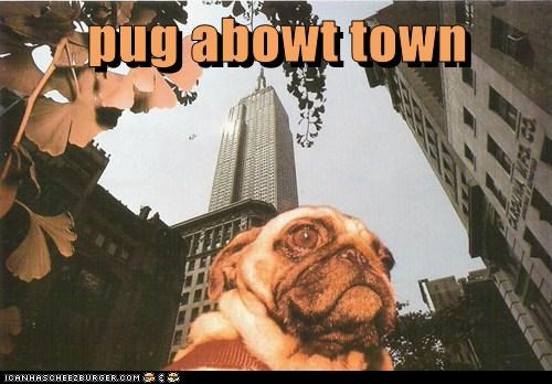 pug abowt town