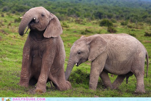 Acting Like Animals: You're Standing On My Trunk...