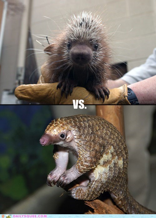 Squee Spree: Coendous Vs. Pangolins!