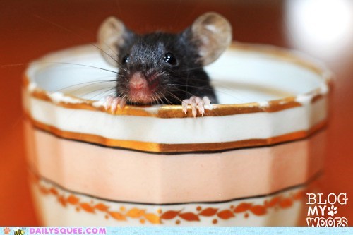 Care for a Squee With Your Cup of Tea?