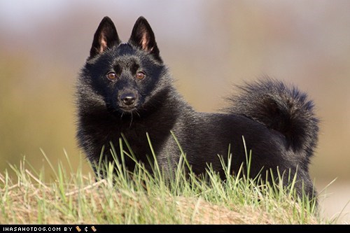 Goggie ob teh Week: Keeping Watch