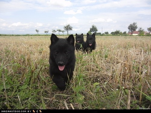 Goggie ob teh Week: Puppy Parade!