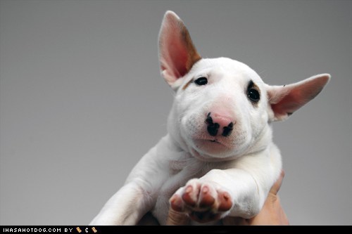 Cyoot Puppeh ob teh Day: Hold it Right There!