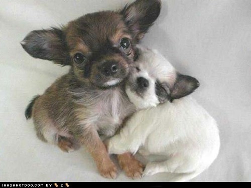 Cyoot Puppehs ob teh Day: Lurves!
