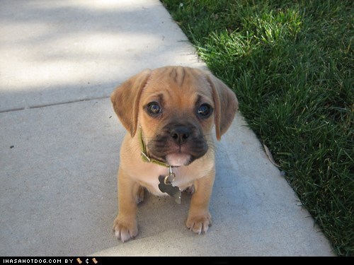 Cyoot Puppeh ob teh Day: Walkies. Now. Kthx.