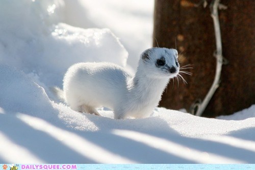 The Cutest Camouflage