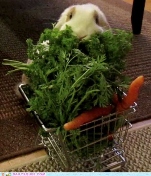 Acting Like Animals: Grocery Run